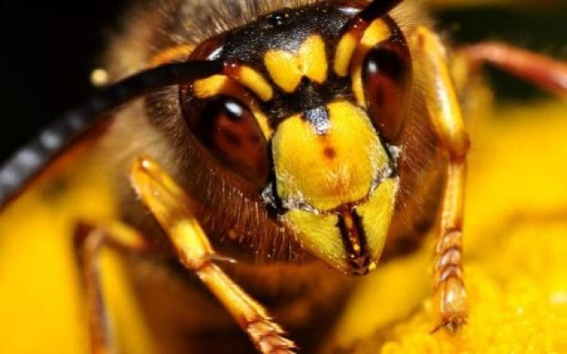 wasps