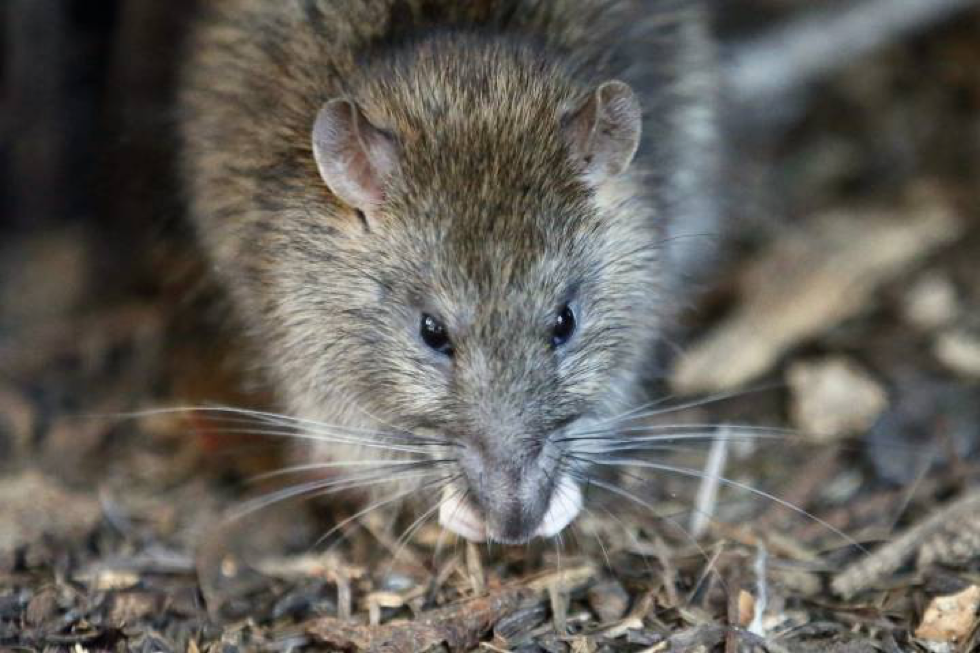 rats